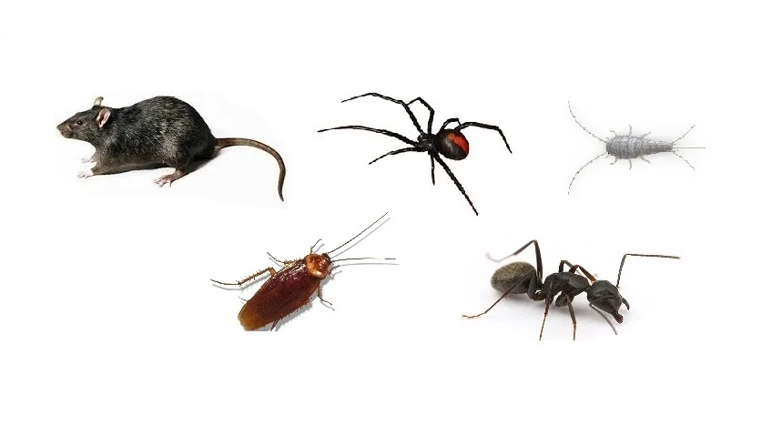 Common household pests: rat, redback spider, silverfish, cockroach and ant